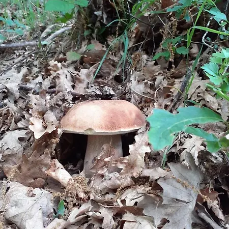 Appartamento Il Rifugio Nel Comero Verghereto