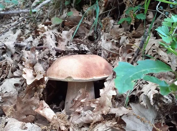 Διαμέρισμα Il Rifugio Nel Comero Verghereto